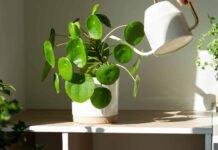 मनी प्लांट के सूखने से मिलने लगते हैं अशुभ संकेत? घटने लगती है ऐसी घटनाएं Money Plant