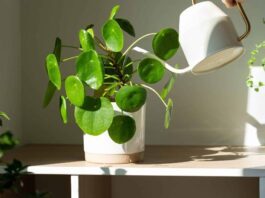Money Plant