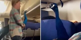 मोर लेकर फ्लाइट में बैठी लड़की, फिर हुआ कुछ ऐसा… देखकर लोगों के उड़े होश Viral Video