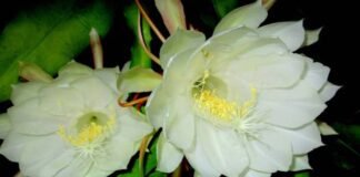 Brahma Kamal: इस फूल को खिलता हुआ देख लिया तो बदल जाएगी आपकी किस्मत