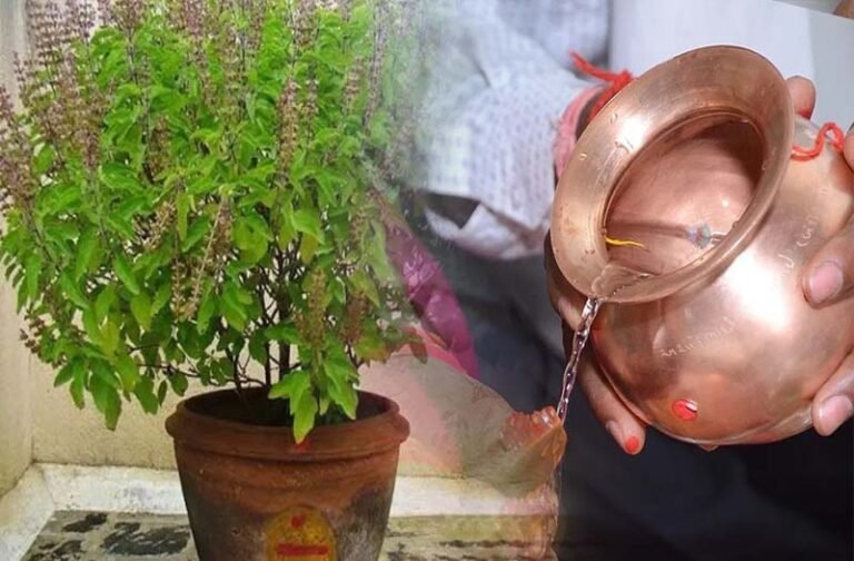 Tulsi Vivah 2023: कार्तिक मास के इस दिन है तुलसी विवाह, जानें सही शुभ मुहूर्त और महत्व