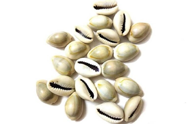 कौड़ियों के ये अचूक उपाय दूर कर देंगे आपकी गरीबी, हो जाएंगे मालामाल