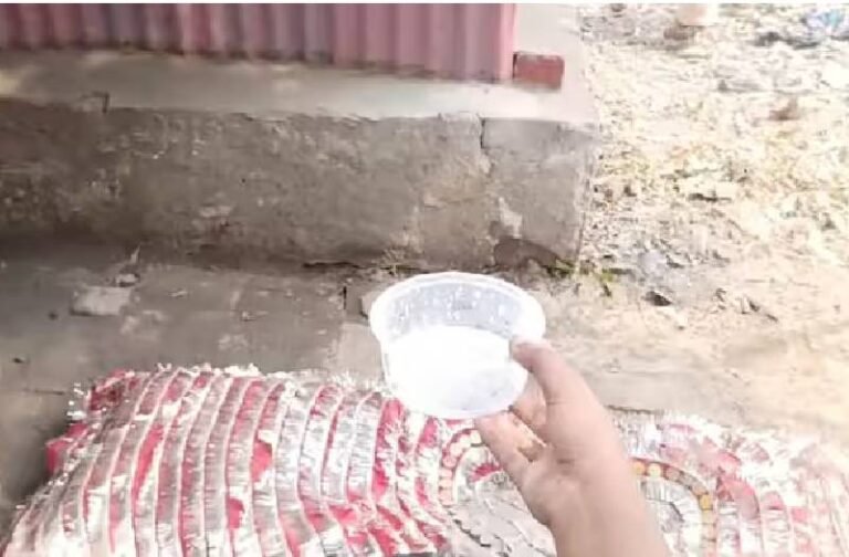 चमत्कार या अंधविश्वास? शहीद की मजार के पेड़ से अचानक निकलने लगा दूध! देखकर हैरत में पड़े लोग