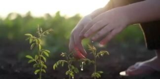 घर में तुरंत लगाएं इस फूल का पौधा, वास करने लगेगी सुख समृद्धि, प्रसन्न होंगी मां लक्ष्मी plants