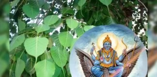 शनिवार के दिन जरूर कर लें पीपल से जुड़ें ये अचूक उपाय, बनी रहेगी सुख- शांति Peepal Upay shaniwar