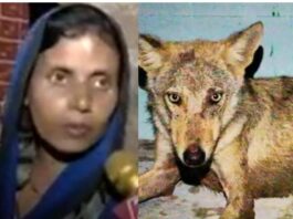 Bahraich Wolves Attack