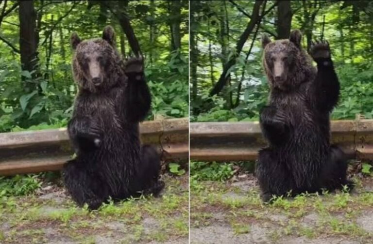 सड़क किनारे बैठा था भालू कार को देखते ही दो पैरों पर खड़े होकर मांगी लिफ्ट, वायरल हो रहा मजेदार वीडियो