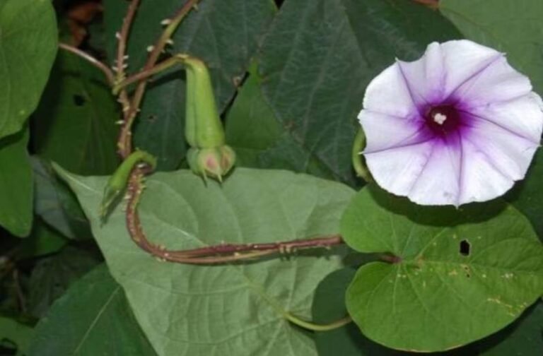 घर में इस पौधे को लगाने से रातों-रात ही पलट जाती है किस्मत, मन को मिलती है शांति