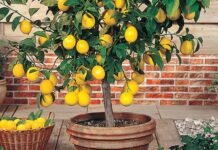 घर के बाहर नींबू का पेड़ लगाना होता है शुभ या अशुभ? जाने इसके वास्तु नियम Lemon Plant Vastu Tips