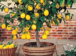 Lemon Plant Vastu Tips