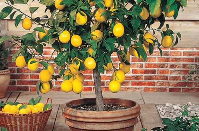 Lemon Plant Vastu Tips