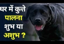 घर में काला कुत्ता पालना शुभ होता है या अशुभ? जाने इसका प्रभाव Astro Tips