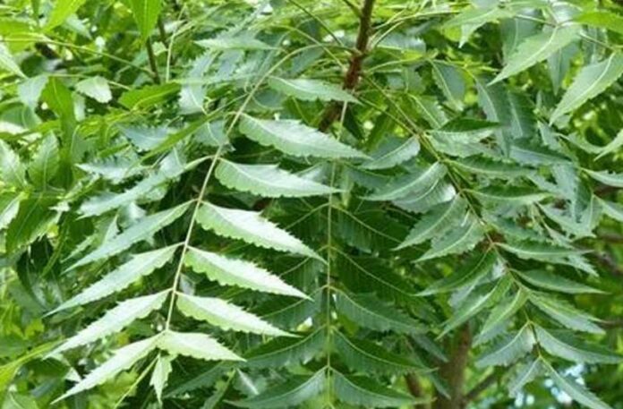 Neem