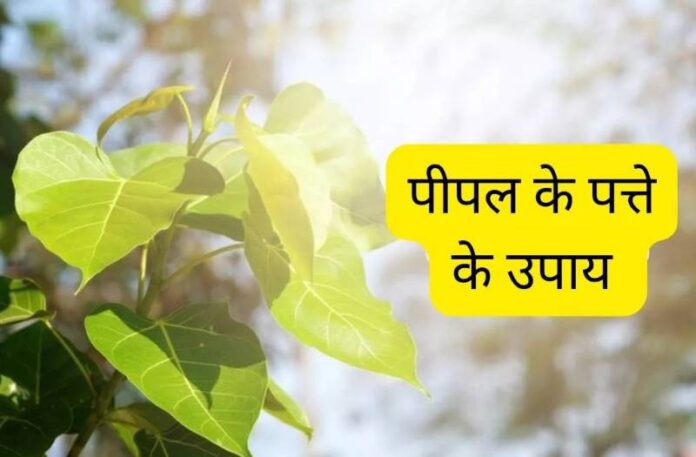 pipal ke patte ke upay