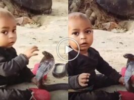 Snake Viral Video
