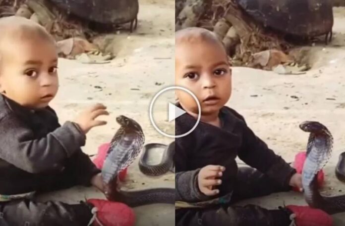 Snake Viral Video