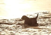 इंसानों की तरह जानवर भी करते हैं आत्महत्या? सामने आई डरावनी सच्चाई! dog