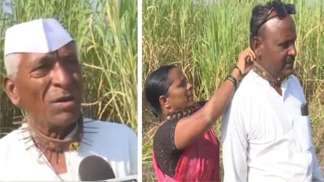 क्यों गले में कांटे पहनकर खेतों में उतर रहे हैं किसान? नहीं तो गंवानी पड़ सकती है जान