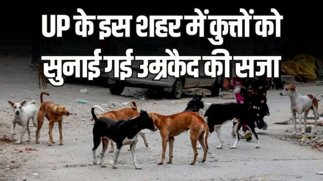 कुत्ते काटेंगे तो जाएंगे जेल! कानपुर में लागू हुआ सख्त कानून, एबीसी सेंटर में होगी उम्रभर कैद