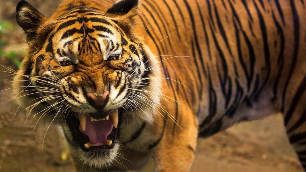 एक घंटे में दो मौतें… जंगल से निकलकर इंसानों पर टूटा बाघ, चंद्रपुर में क्यों बेकाबू हुआ टाइगर टेरर?