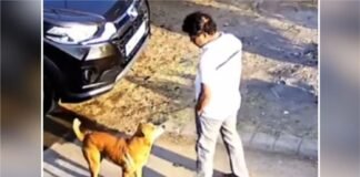एक मिनट तक प्यार करता रहा शख्स… फिर आवारा कुत्ते ने अचानक किया खतरनाक हमला! आवारा कुत्ते