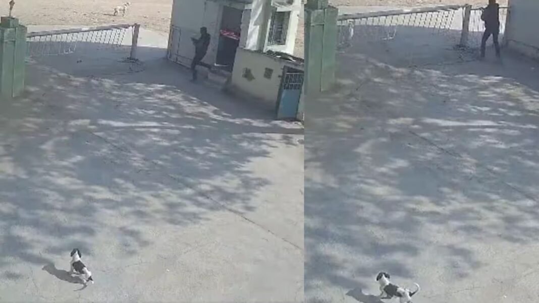 शेर वीडियो वायरल