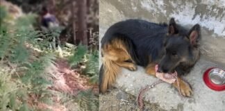 गोली लगी फिर भी नहीं रुका ‘टाइसन’! डॉग स्क्वाड के इस बहादुर ने आतंकियों का किया डटकर सामना, ऐसे बचाई जवानों की जान टाइसन