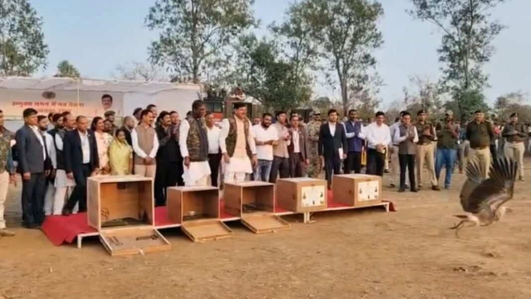 लुप्त होती उड़ान को मिली नई आस! CM मोहन यादव ने छोड़े 5 दुर्लभ गिद्ध, अब GPS से होगी हर हरकत पर नजर