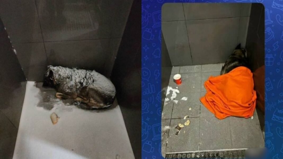 -20°C की ठंड में कुत्ते को कंबल ओढ़ाया… और चली गई नौकरी? पिज्जा चेन पर उठे सवाल