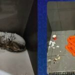 -20°C की ठंड में कुत्ते को कंबल ओढ़ाया… और चली गई नौकरी? पिज्जा चेन पर उठे सवाल पिज्जा