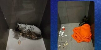 -20°C की ठंड में कुत्ते को कंबल ओढ़ाया… और चली गई नौकरी? पिज्जा चेन पर उठे सवाल पिज्जा