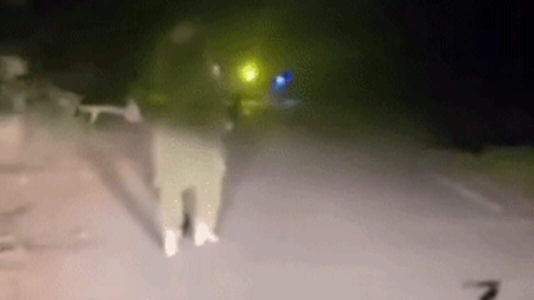 लुधियाना की सड़क पर ‘शेरनी’ बनी युवती! लुटेरों ने रोकी कार, फिर…