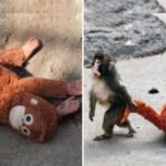 मां ने छोड़ा तो खिलौने को बनाया सहारा, नन्हे ‘पंच’ की कहानी ने सबको भावुक कर दिया Viral Video