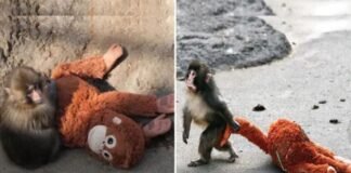 मां ने छोड़ा तो खिलौने को बनाया सहारा, नन्हे ‘पंच’ की कहानी ने सबको भावुक कर दिया Viral Video