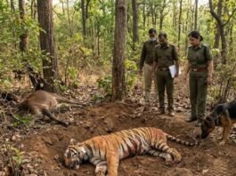 सतपुड़ा