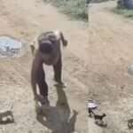 CCTV में कैद हुई दिल दहला देने वाली घटना: महिला ने मां के सामने ही दो मासूम पिल्लों को दी दर्दनाक मौत, वीडियो देखकर भड़के लोग Viral Video