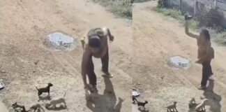 CCTV में कैद हुई दिल दहला देने वाली घटना: महिला ने मां के सामने ही दो मासूम पिल्लों को दी दर्दनाक मौत, वीडियो देखकर भड़के लोग Viral Video