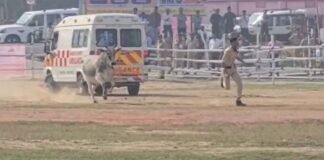 हेलीपैड में अचानक सांड की एंट्री, पुलिसकर्मी को दौड़या! CM नीतीश कुमार के आगमन से पहले मची अफरा-तफरी CM Nitish Kumar