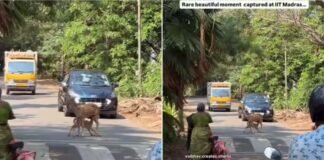 सड़क पर थम गया ट्रैफिक… आखिर ऐसा क्या हुआ कि लोग खुद ही रुक गए? मां हिरण के इस पल ने छू लिया सबका दिल मद्रास