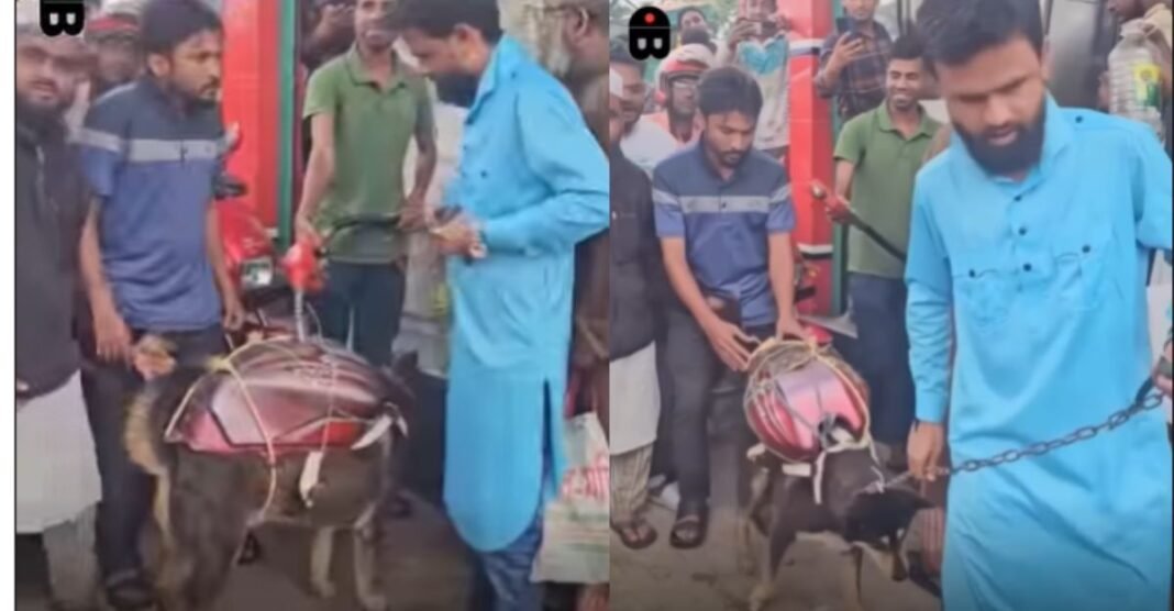 Viral Video: पेट्रोल पंप पर मची अफरा-तफरी! जब कुत्ते की पीठ पर ‘टंकी’ लादकर तेल भरवाने पहुँचा शख्स Viral Video