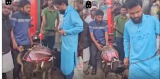 Viral Video: पेट्रोल पंप पर मची अफरा-तफरी! जब कुत्ते की पीठ पर ‘टंकी’ लादकर तेल भरवाने पहुँचा शख्स Viral Video