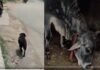 Viral Video: मुंह में रोटी दबाकर सीधे गाय के पास पहुंचा कुत्ता, नजारा देख फटी रह गईं लोगों की आंखें! Viral Video