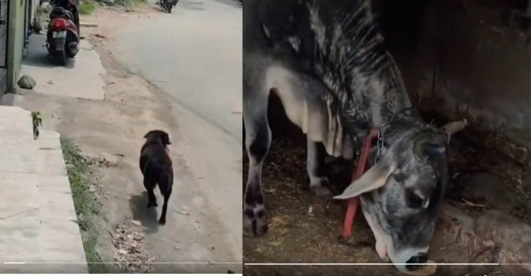 Viral Video Viral Video