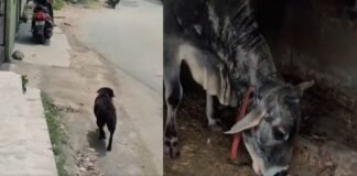 Viral Video: मुंह में रोटी दबाकर सीधे गाय के पास पहुंचा कुत्ता, नजारा देख फटी रह गईं लोगों की आंखें! Viral Video