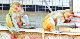 Mathura News: छत पर चढ़ा व्यक्ति तभी पीछे से बंदरों ने कर दिया हमला, फिर हुआ कुछ ऐसा चली गई जान Mathura News