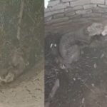 कुएं में आमने-सामने आए तेंदुआ और बछड़ा… फिर जो हुआ, उसने सबको चौंका दिया! Viral News