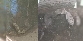 कुएं में आमने-सामने आए तेंदुआ और बछड़ा… फिर जो हुआ, उसने सबको चौंका दिया! Viral News