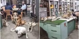 45°C की तपिश में खुला ‘दयालुता का दरवाजा’! जब दुकानदार ने AC में सुलाए स्ट्रीट डॉग्स, देखकर लोग रह गए हैरान Viral Video