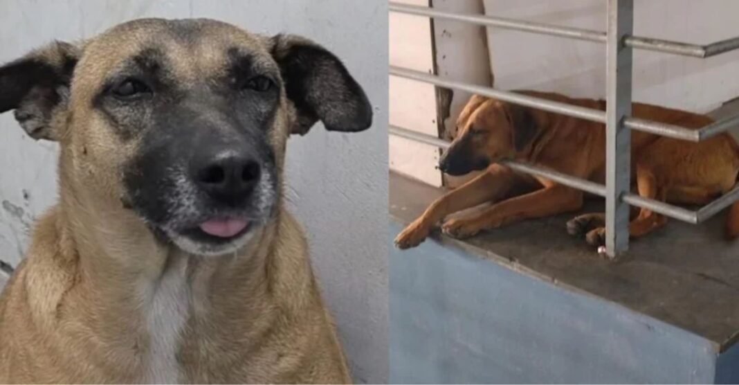 अचानक गायब हुए ‘ढोलू-कद्दू’, डॉग्स को लेकर सवालों के बीच सामने आया दिल्ली एयरपोर्ट का जवाब ढोलू-कद्दू