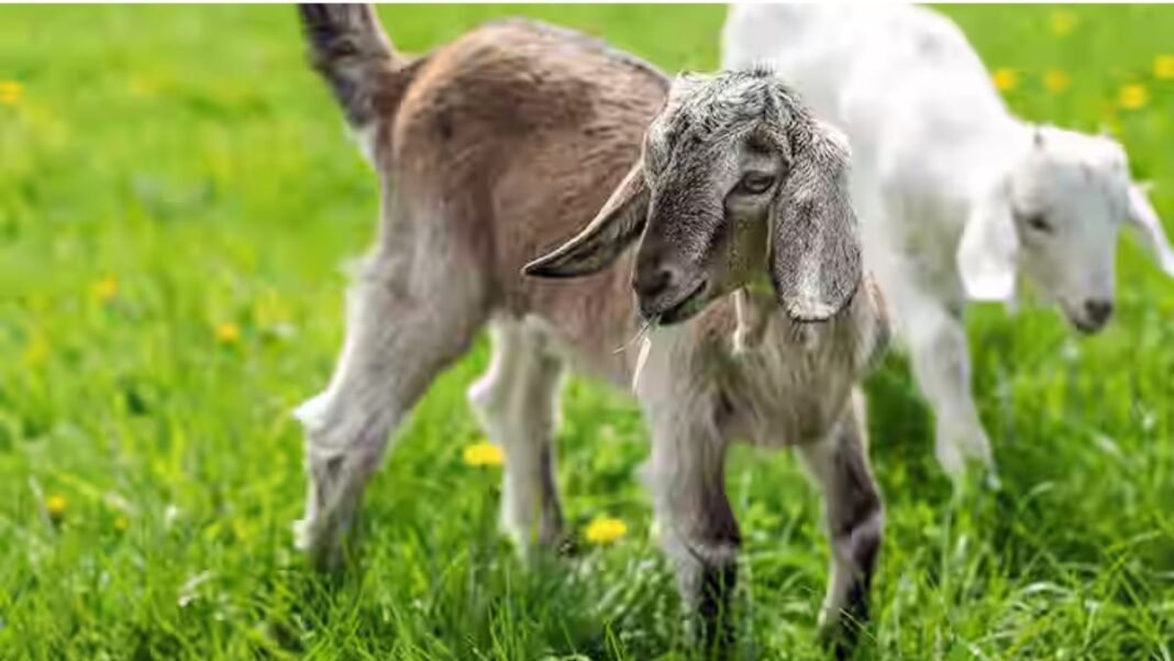 बकरी ने खा लिया चावल… और फिर जो हुआ, उसने पूरे गांव को दहला दिया—दो भाइयों की लड़ाई में गई जान! बकरी